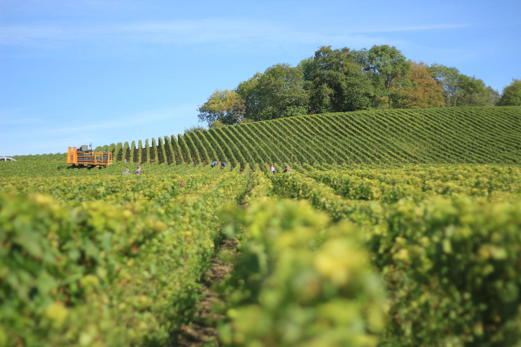 Vineyards in Reims Champagne